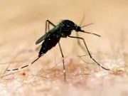 WA man dies from rare mosquito-borne Murray Valley encephalitis