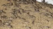 WA Mouse Plague May Soon End as Winter and Stronger Baits Take Effect