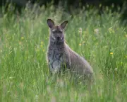 Wandering wallabies on our island come at a cost