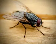 Why I've Always Hated Houseflies and You Should Too