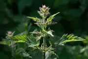 Why We Should Rethink Our Hatred for the Stinging Nettle