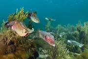 Whyalla Cuttlefish Wipeout: Algal Bloom Threatens Breeding Aggregation