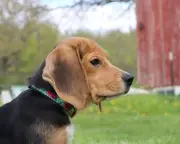 Wisconsin Beagle Research Facility Shut Down After Investigation