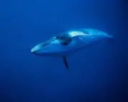 World's Deepest Whale Graveyard Discovered in Indian Ocean