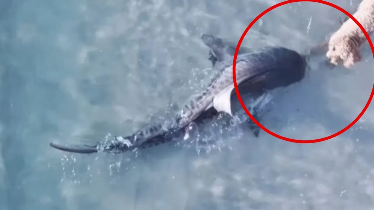Dog's Close Shark Encounter Captured on Drone at Perth Beach