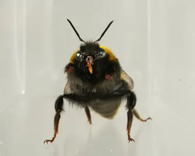 Bees Show Emotion-Like Behaviours in Slow-Motion Study