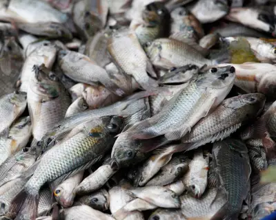Blackchin Tilapia Invasion Costs Thai Fishers Millions