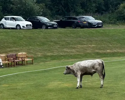Cricket Match Abandoned After Charging Bull Stops Play
