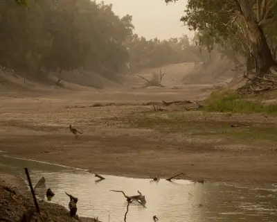 Fish Deaths Linked to NSW's Failed Murray-Darling Water Bid