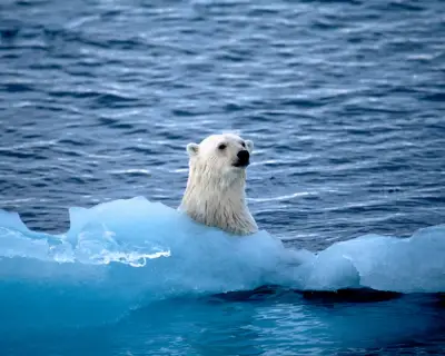 Five Great Reads: Polar Expedition, Zohran Mamdani, David Sedaris