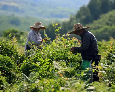 Georgia's Soviet-era tea plantations see luxury renaissance
