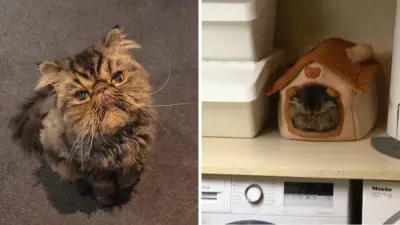 Melbourne Cat Survives Four Hours Trapped in Tumble Dryer