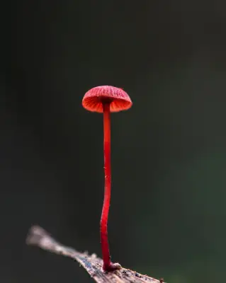 Mushroom Trip: Mycologist's Tour of Tarkine Reveals Fungal Wonders