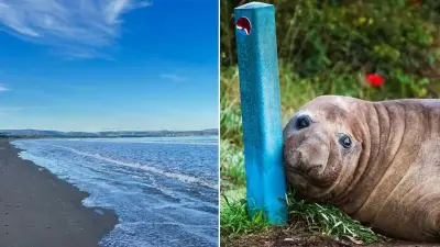 Neil the Seal Returns to Sea After Tasmania Visit, Experts Unsure of Return