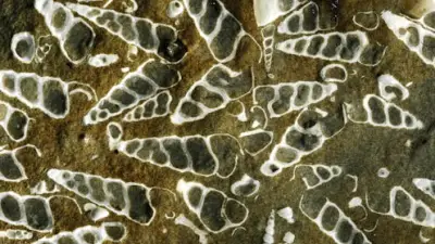 NZ Fossil Record Helps Predict Marine Extinction Risk Before It's Too Late