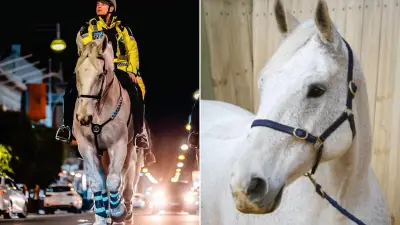 South Australia police horse Vulcan to be cloned in world-leading project