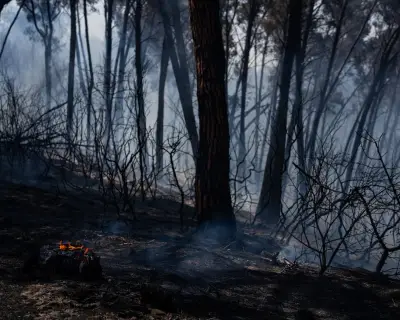 Wildfire Forces 1,500 Evacuations in Southern Spain Amid Heatwave