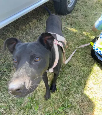 Woman convicted of ‘abhorrent’ animal cruelty after choking puppy Roxy in Perth