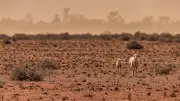 Australia Must Act Now as Strong El Niño Looms: Drought, Fire Risk