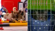 Australian pet names shift to traditional human names like Barry and Hazel