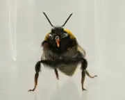 Bees Show Emotion-Like Behaviours in Slow-Motion Study