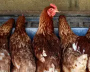 Bird Flu Arrives in Australia: Impact on Poultry and Egg Prices