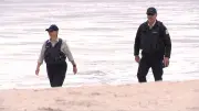 Bird Flu Confirmed in Perth as Giant Petrel Found on Mullaloo Beach Tests Positive