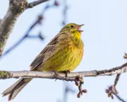 Birdwatch: Yellowhammer cheer squad in Suffolk