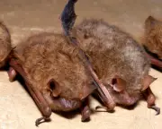 Canadian boy dies of rabies after bat found on face