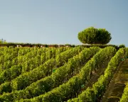 Crémant: The Affordable Champagne Alternative You Need to Try