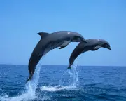 Dolphins Scavenging from Trawlers in Adriatic Study
