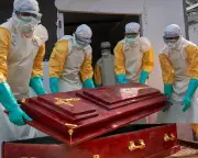 Ebola's wildlife origins key to preventing next outbreak, expert warns