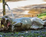 Extreme Heat Causes Heatstroke in Pets at Rest, UK Vets Warn