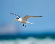 First Deadly H5 Bird Flu Case in Local Australian Seabird Found on SA Coast