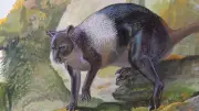 Giant Kangaroos Survived Until 6,500 Years Ago on New Guinea Coast