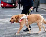 Guide dog owners face everyday ignorance, study finds