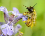 Heatwaves Cause 50% Drop in Bee Sperm Activity, Study Finds