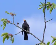How to Attract Blackbirds to Your Garden with Native Plants
