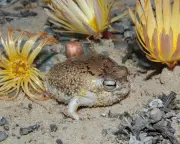 Ingenious Species Survival Strategies No Match for Human Destruction
