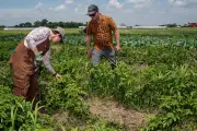 Iowa Farmers Fear Trump USDA Cuts Will Devastate Agriculture