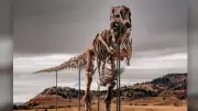 Massive T-Rex Skeleton Gus Could Fetch Record $43M at Auction
