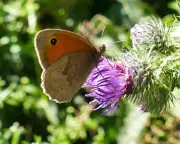 Meadow Brown Butterfly Flight Paths Reveal Secret Countryside Corridors