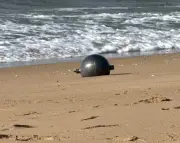 Mysterious Space Balls Wash Up on Queensland Beaches