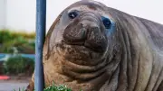 Neil the Seal: Global Folk Hero's Cultural Impact and Meaning