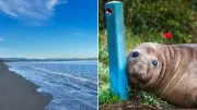 Neil the Seal Returns to Sea After Tasmania Visit, Experts Unsure of Return