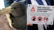 NSW Records First H5 Bird Flu Case in Migratory Seabird