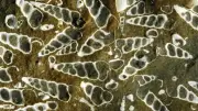 NZ Fossil Record Helps Predict Marine Extinction Risk Before It's Too Late