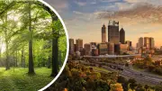Over 650 New Trees to Be Planted in Nedlands to Boost Urban Canopy
