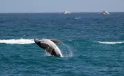 Pacific Gray Whale Population Plummets as Climate Change Disrupts Food Supply