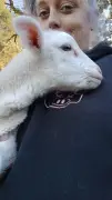 Pet Lamb Stolen from Dwellingup Farm, Reward Offered for Return